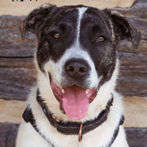 5749 Geo, a Adoptable mixed breed in Springfield, MO image 2/13