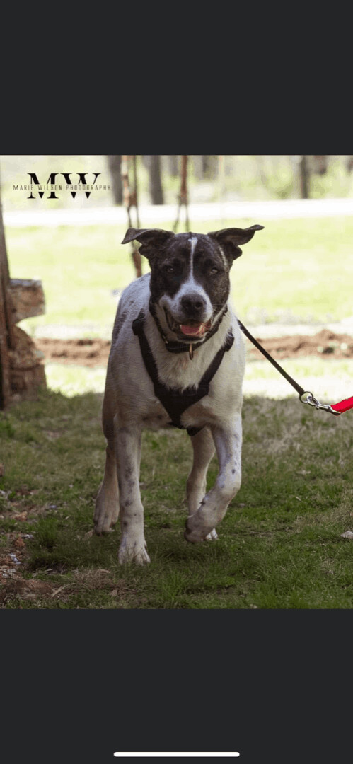 5749 Geo, a Adoptable mixed breed in Springfield, MO image 3/13