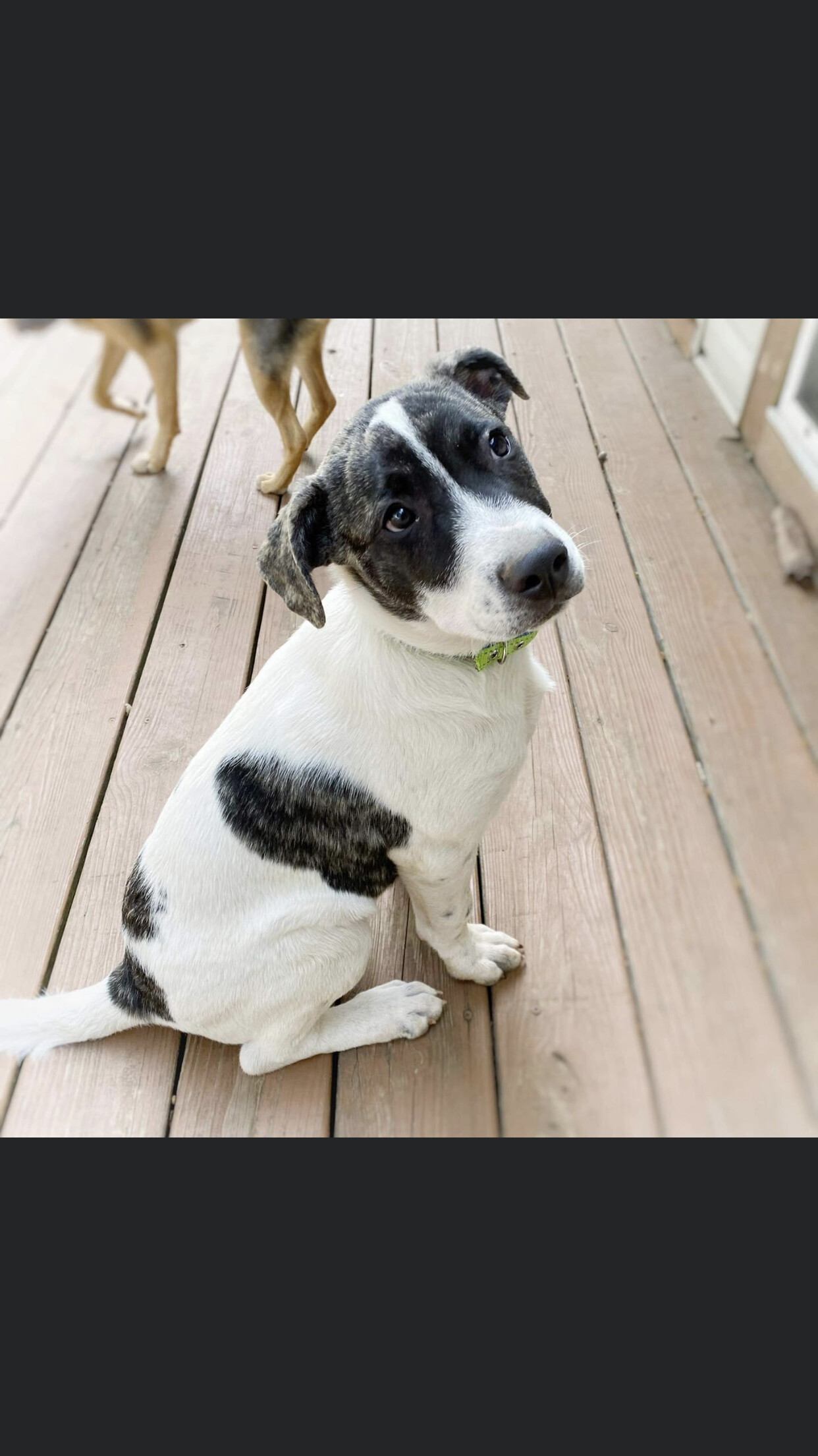 5749 Geo, a Adoptable mixed breed in Springfield, MO image 4/13