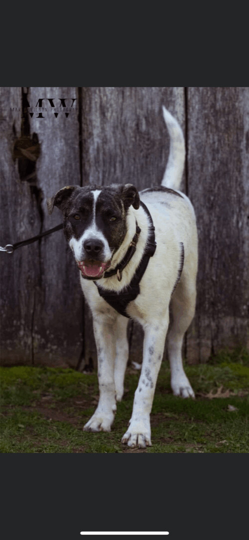 5749 Geo, a Adoptable mixed breed in Springfield, MO image 5/13
