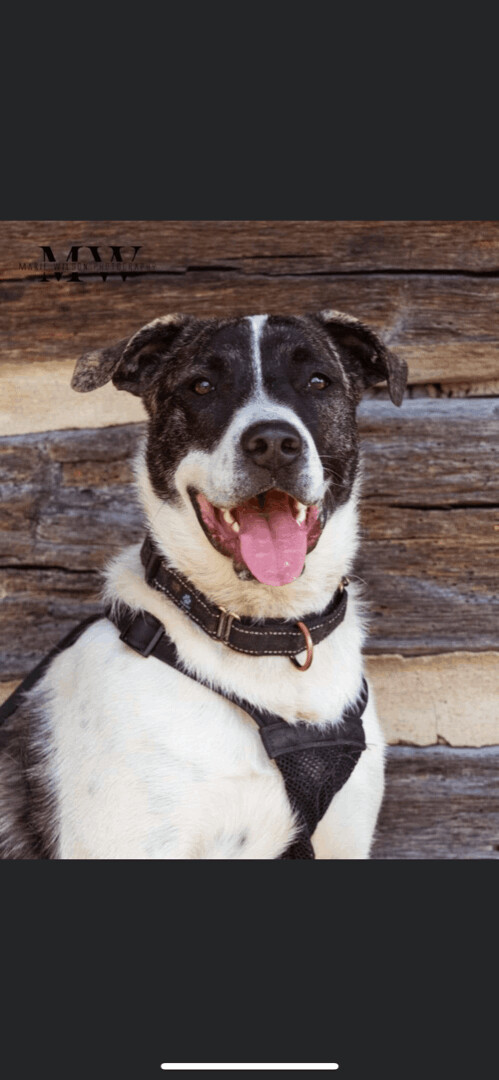 5749 Geo, a Adoptable mixed breed in Springfield, MO image 6/13