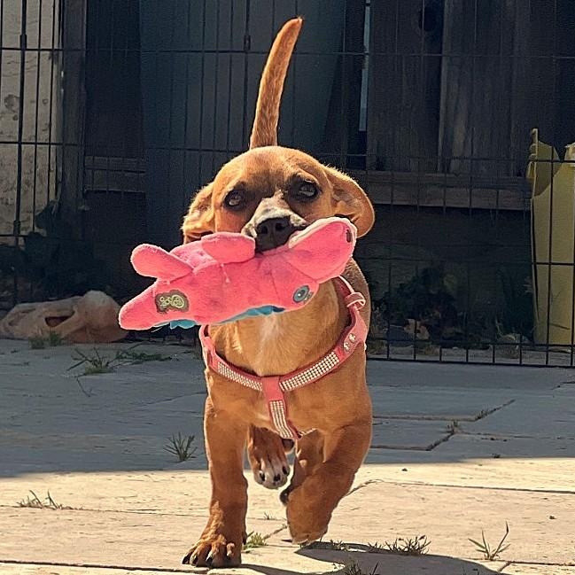 Enlarge Coco, a Adopted mixed breed in Fremont, CA image 3/5