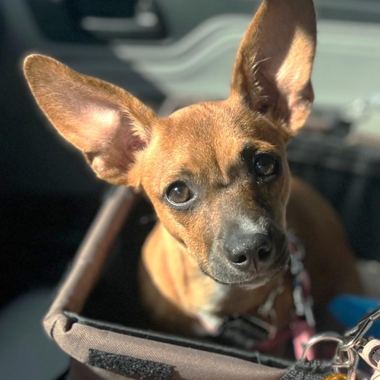 Enlarge Coco, a Adopted mixed breed in Fremont, CA image 5/5