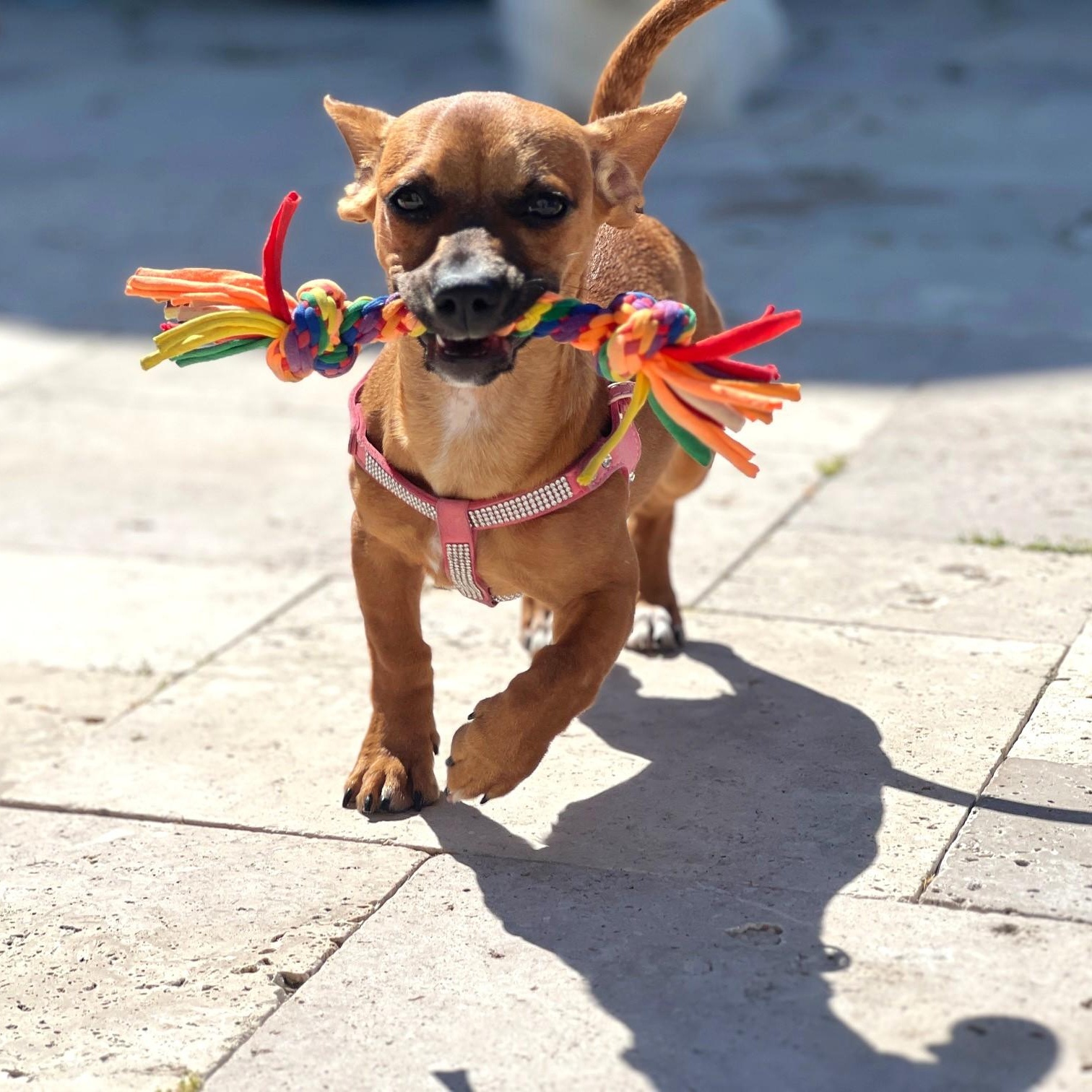 Enlarge Coco, a Adopted mixed breed in Fremont, CA image 4/5