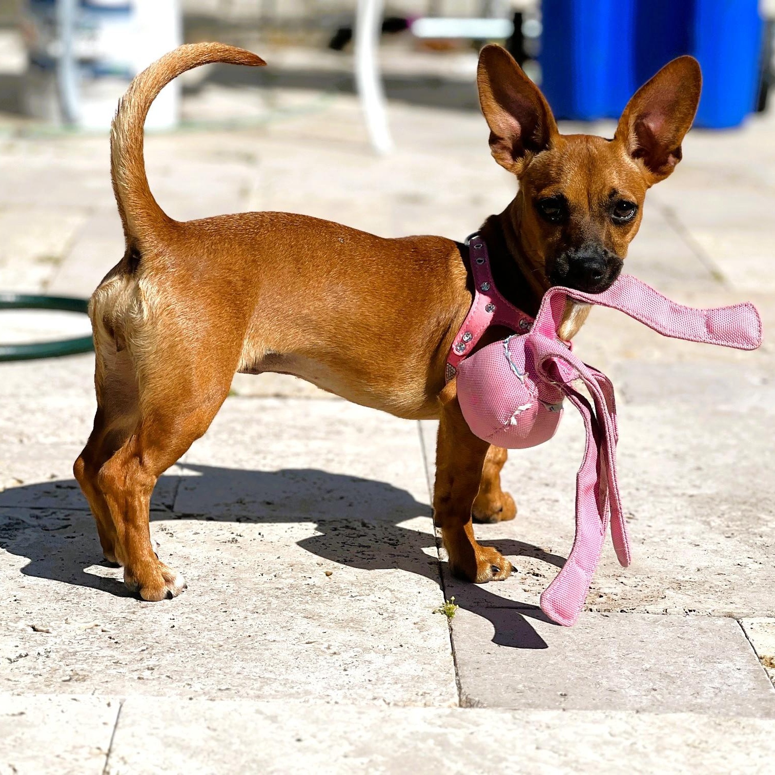 Enlarge Coco, a Adopted mixed breed in Fremont, CA image 2/5