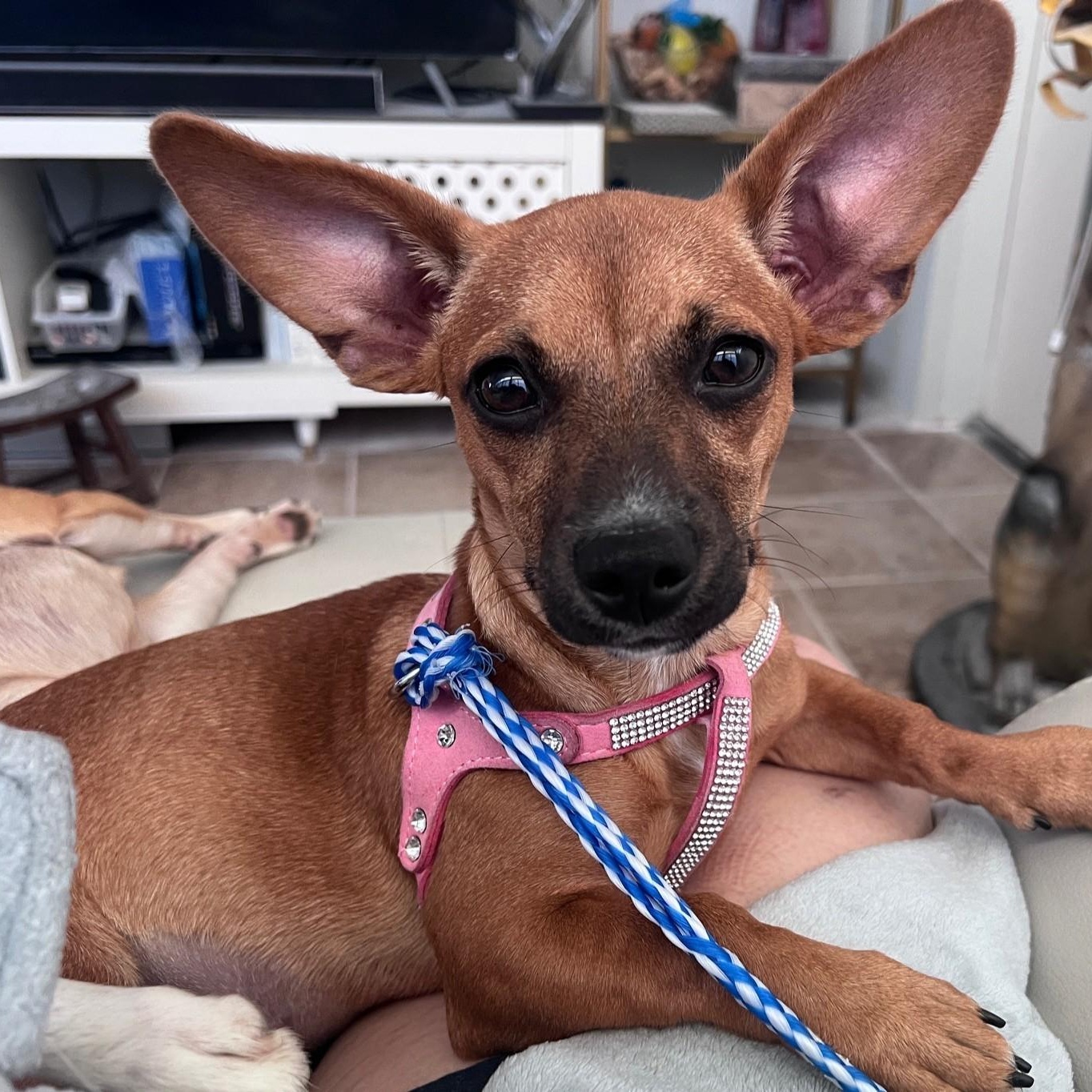 Enlarge Coco, a Adopted mixed breed in Fremont, CA image 1/5