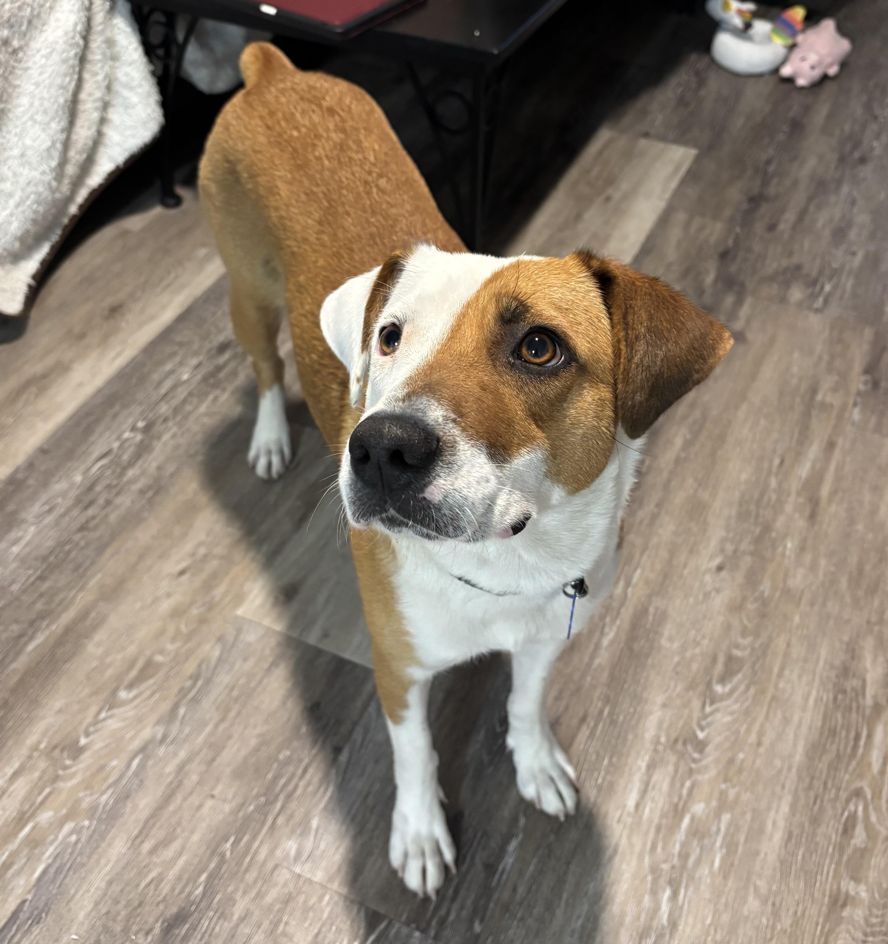 Enlarge Yara, a ADOPTABLE Foxhound in Orlando, FL image 1/5