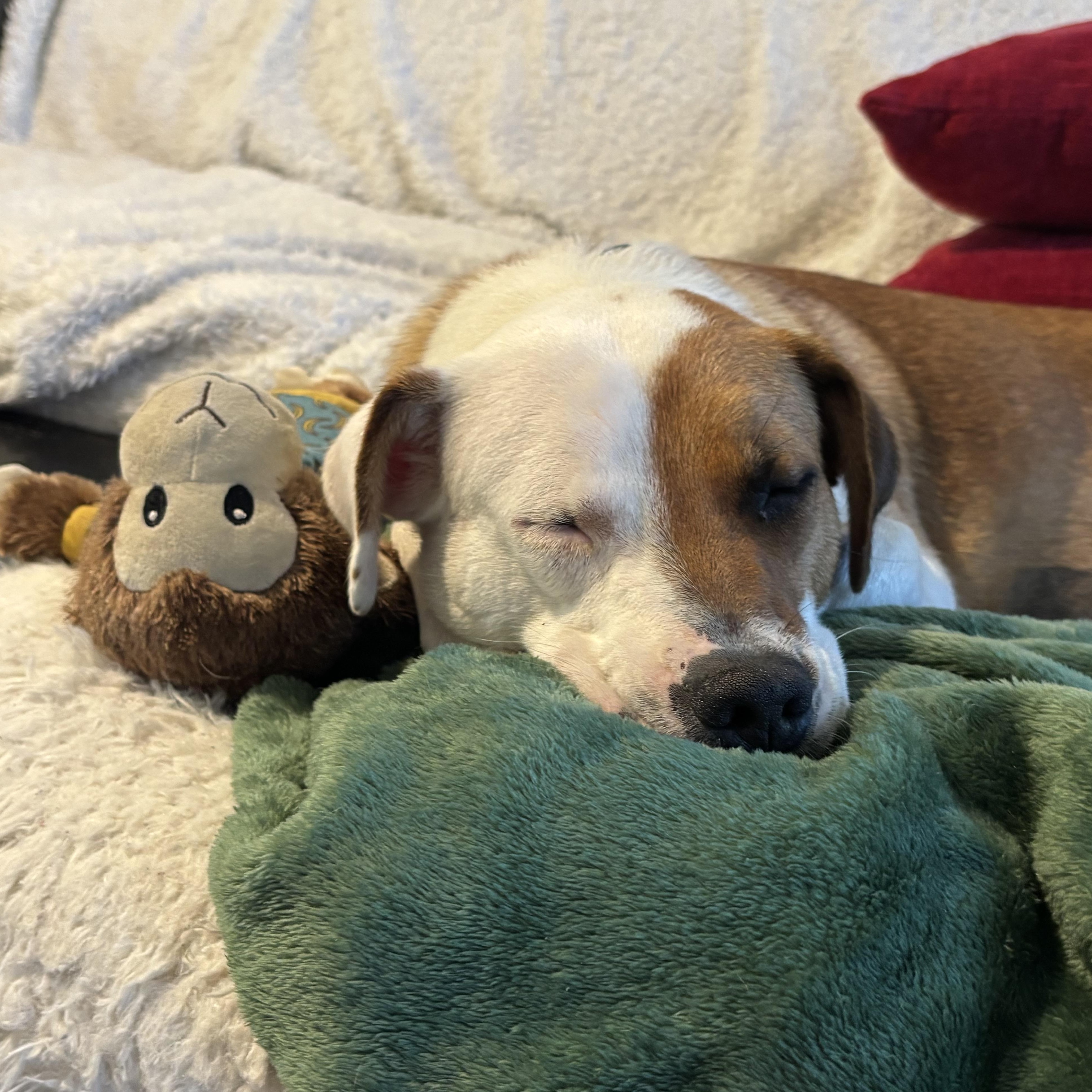 Enlarge Yara, a ADOPTABLE Foxhound in Orlando, FL image 3/5