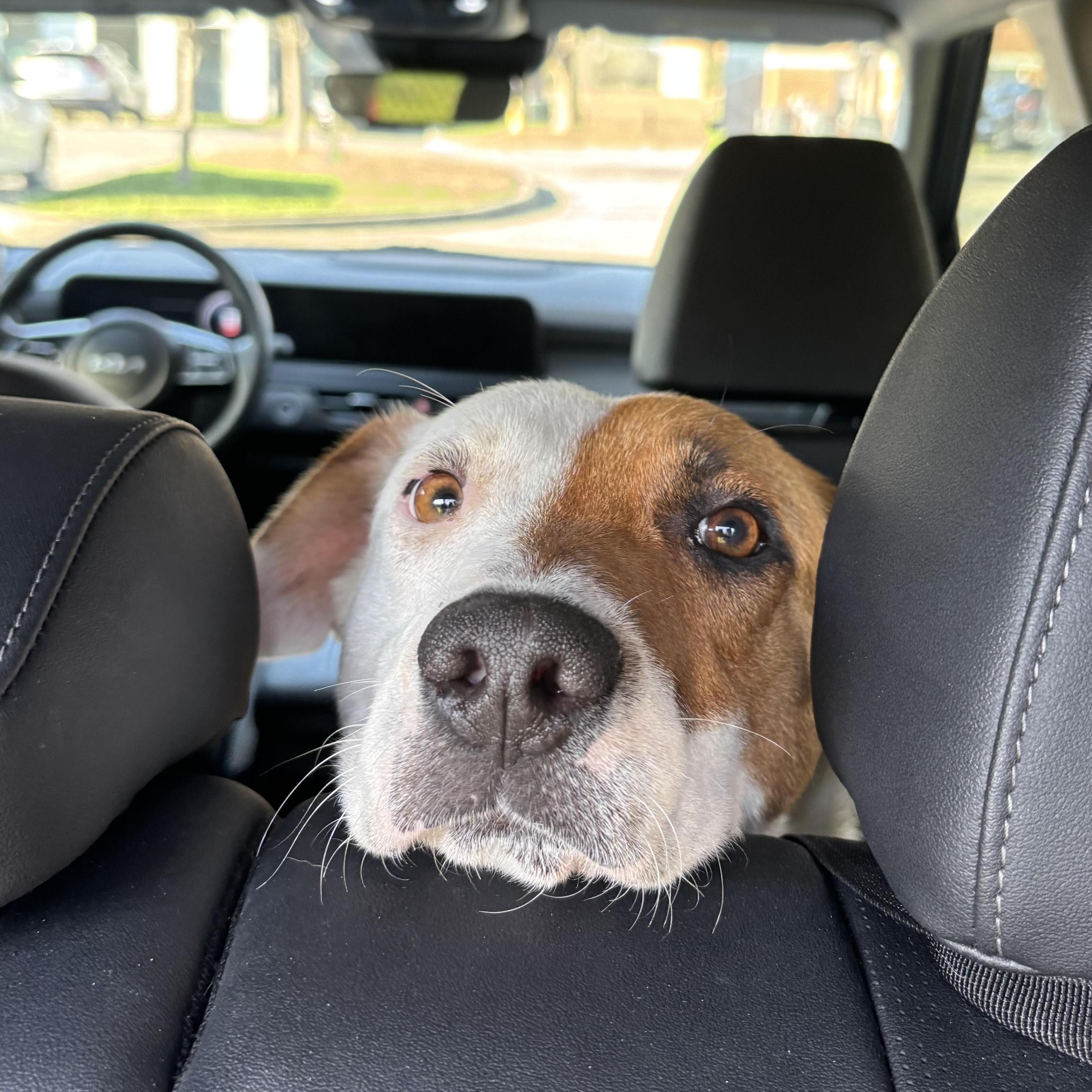 Enlarge Yara, a ADOPTABLE Foxhound in Orlando, FL image 2/5