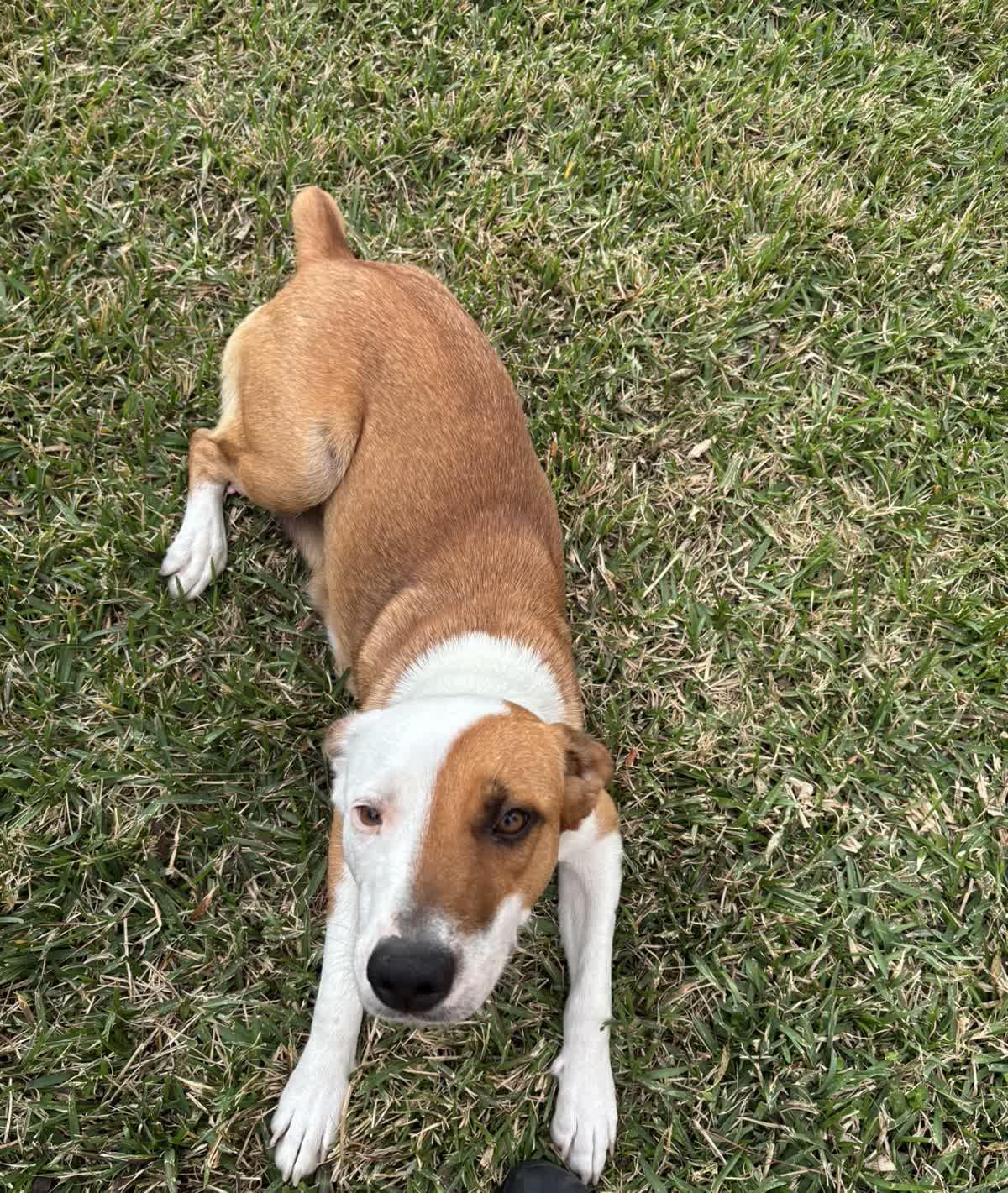 Enlarge Yara, a ADOPTABLE Foxhound in Orlando, FL image 5/5