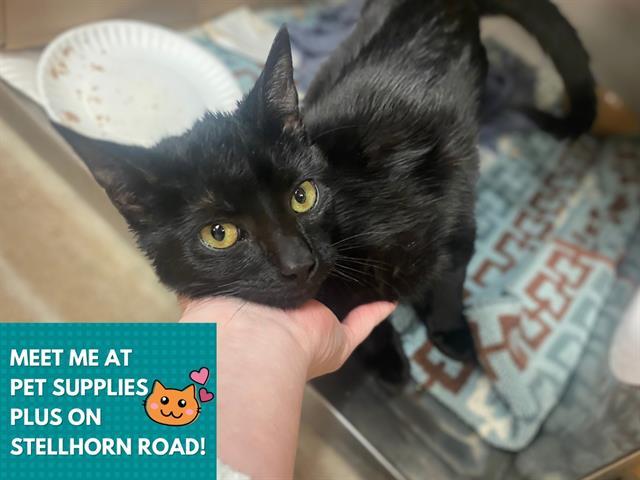 Enlarge DROGON, a Adoptable Domestic Short Hair in Fort Wayne, IN image 1/1
