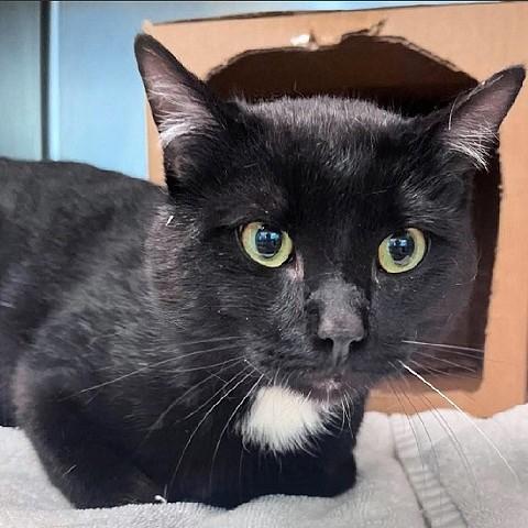 Enlarge Whispurr, a ADOPTABLE Domestic Short Hair in Salt Lake City, UT image 1/1