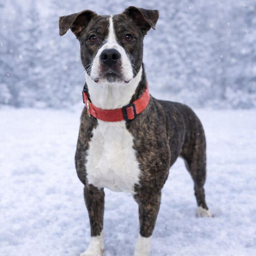 Rebel *My Adoption is Pending!!* *A very generous person has sponsored half of my adoption fee!*, Adoptable, Adult Female Mixed Breed.