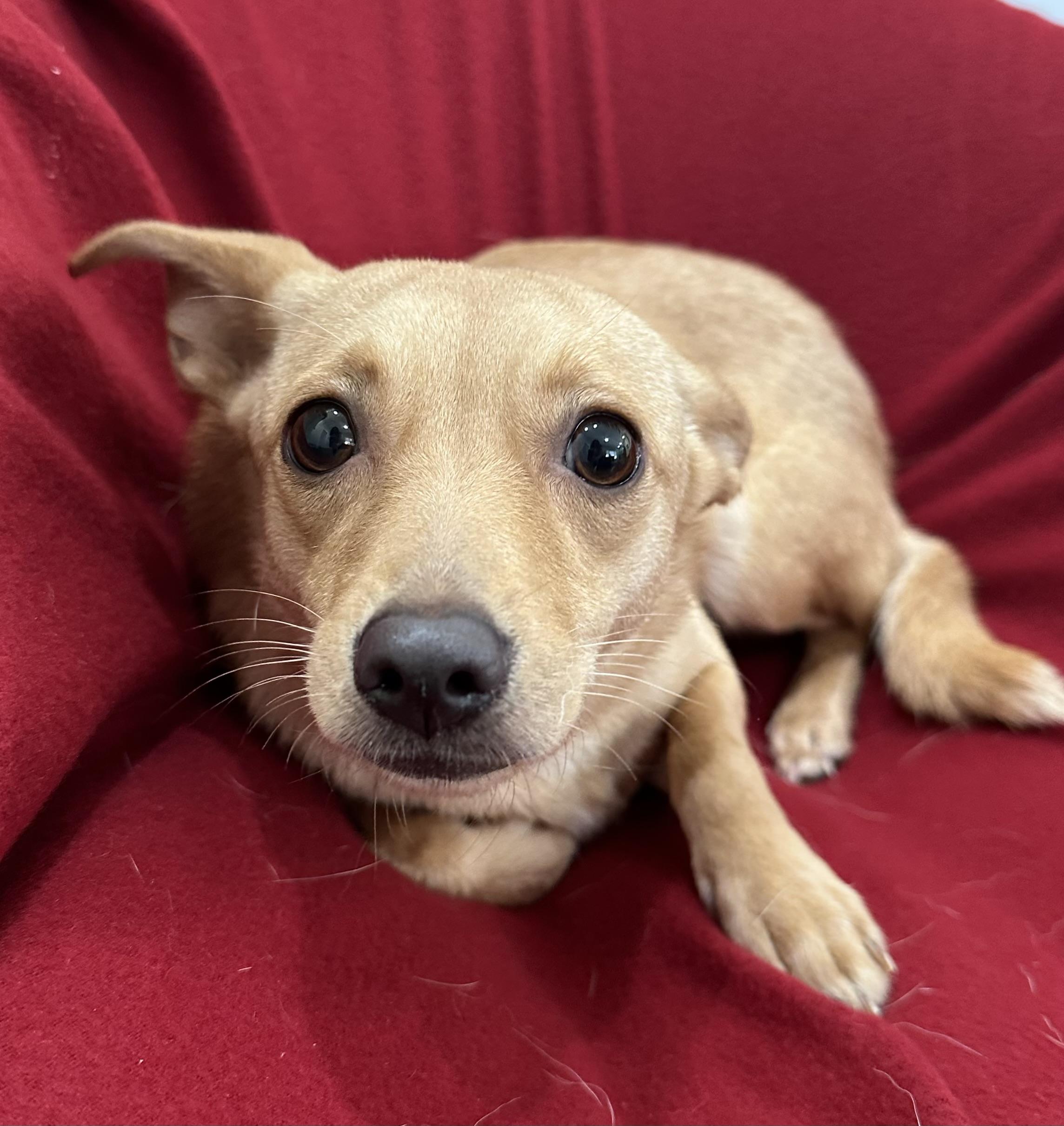 Enlarge Baby, a ADOPTABLE mixed breed in Lawrenceville, GA image 3/3