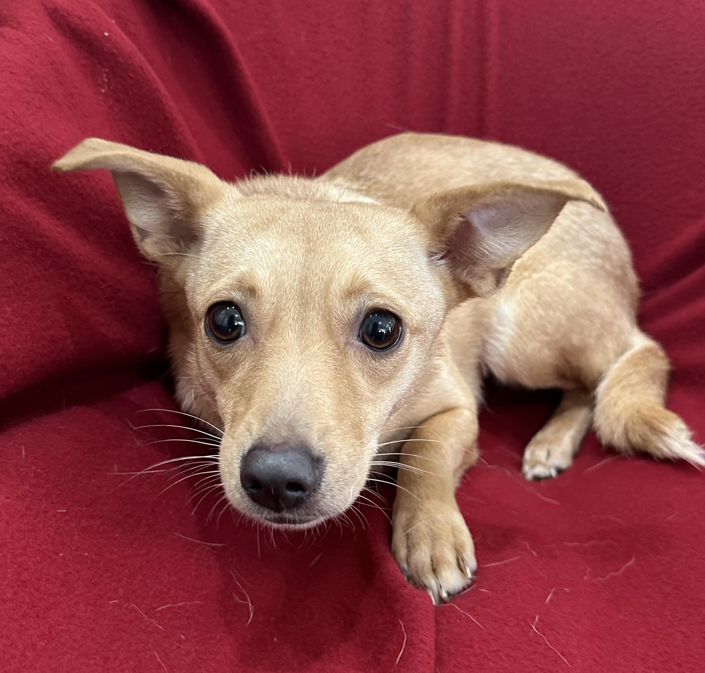 Baby, ADOPTABLE, Young Female Terrier & Dachshund.
