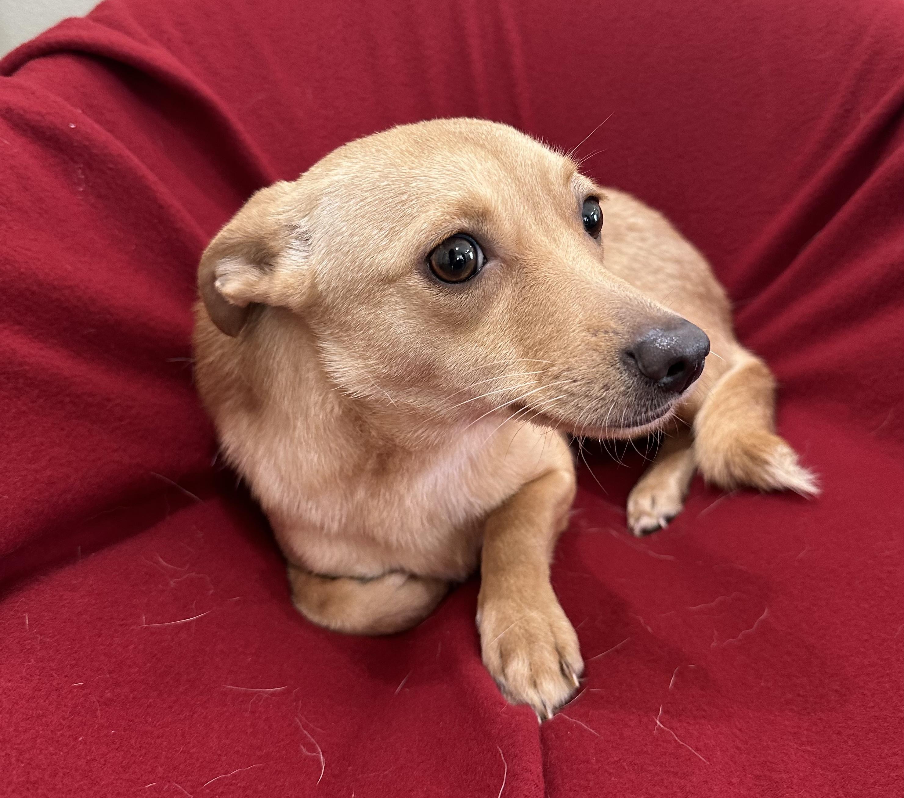 Enlarge Baby, a ADOPTABLE mixed breed in Lawrenceville, GA image 2/3