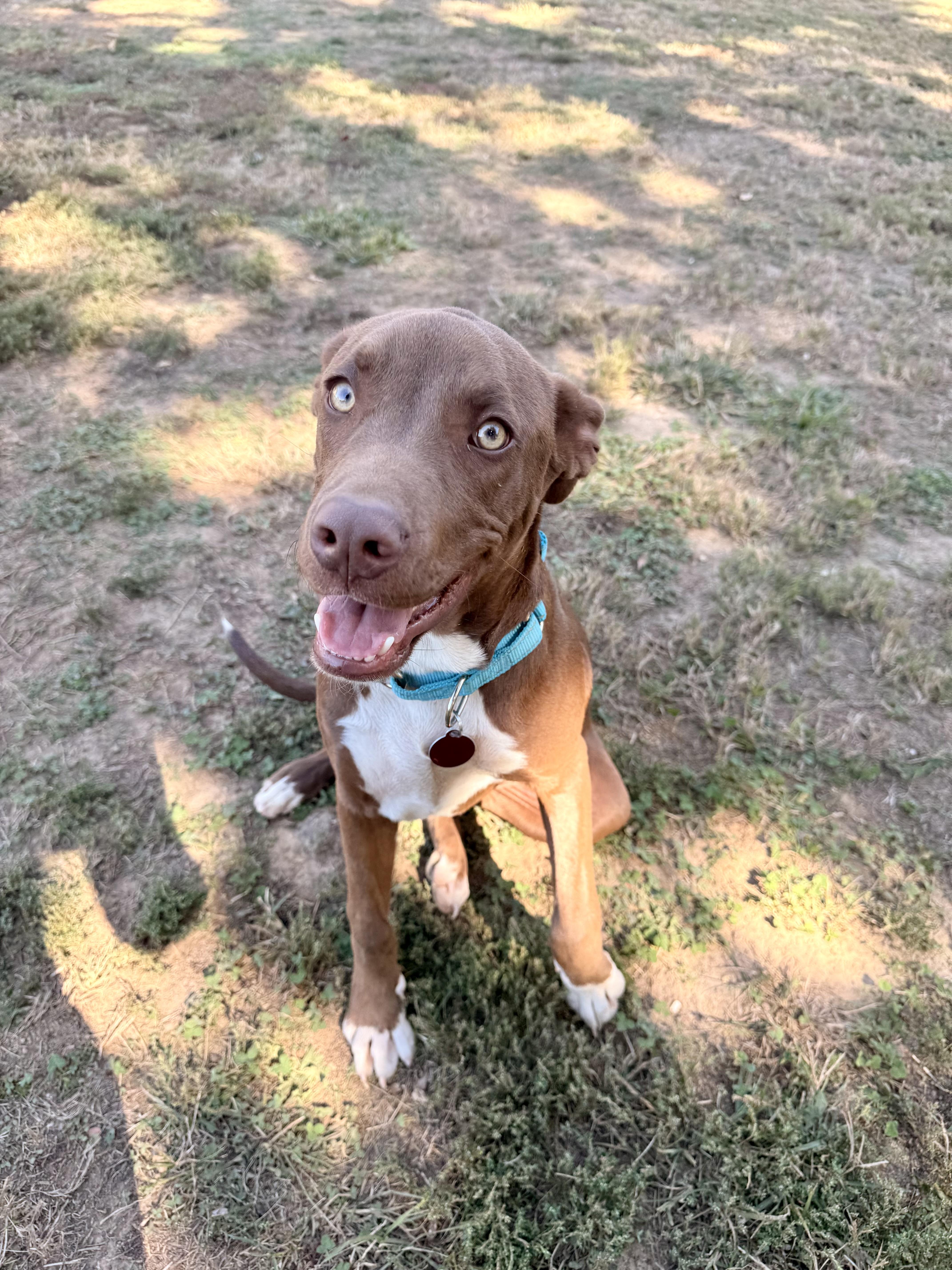 Enlarge Rolo, a Adopted mixed breed in Nashville, TN image 2/5