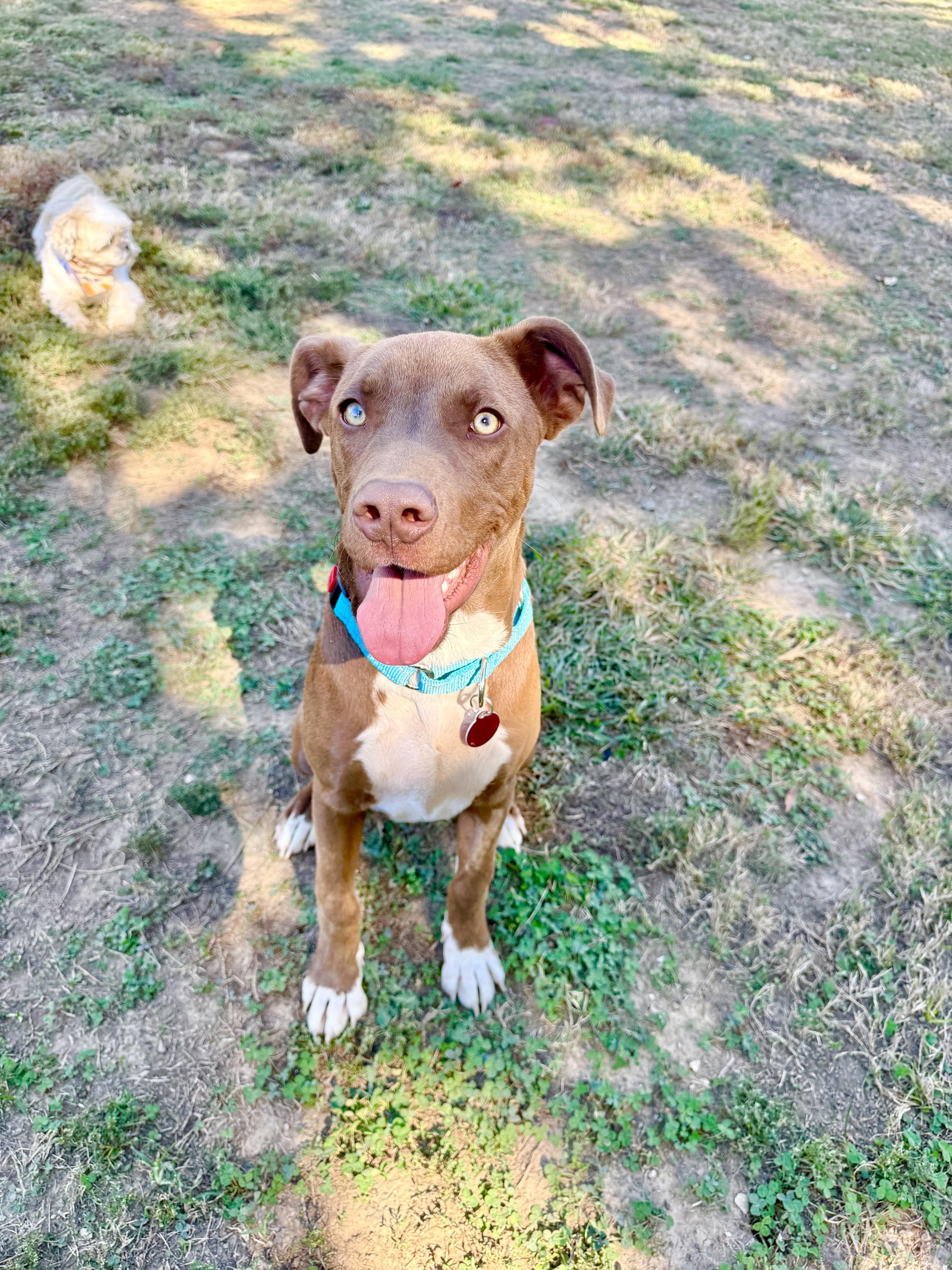 Rolo, Adopted, Young Male Mixed Breed.