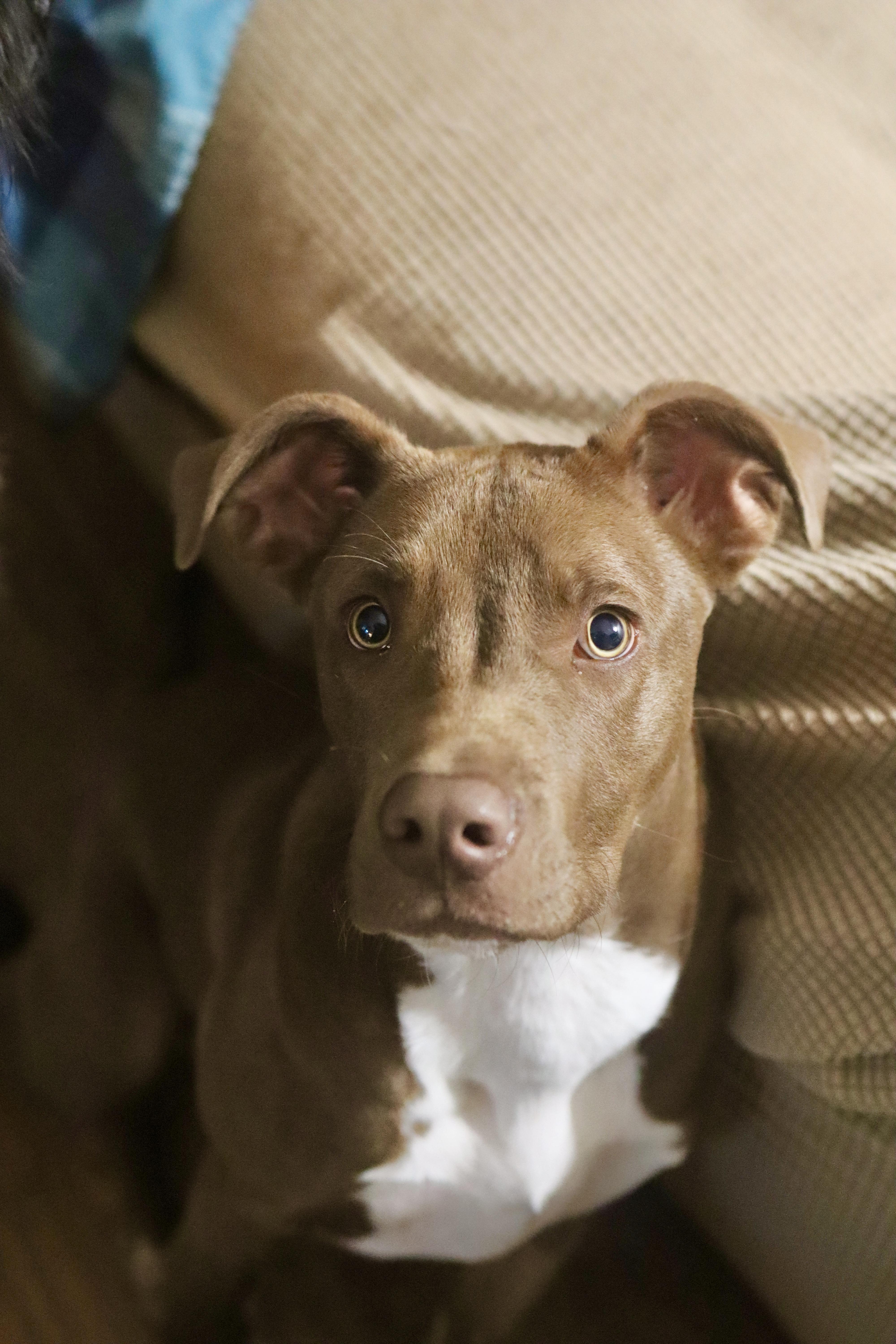Enlarge Rolo, a Adopted mixed breed in Nashville, TN image 5/5