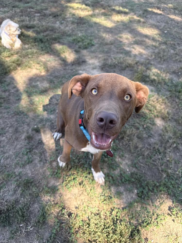 Enlarge Rolo, a Adopted mixed breed in Nashville, TN image 3/5