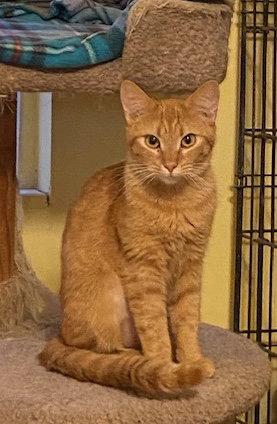 Lina, a Adoptable Domestic Short Hair in Escondido, CA image 1/2