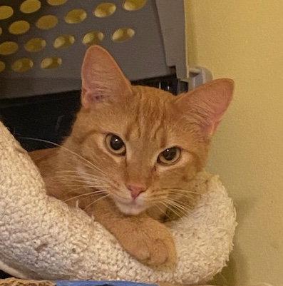 Lina, Adoptable, Young Female Domestic Short Hair.