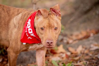 Enlarge Markus, a Adoptable mixed breed in Spartanburg, SC image 1/3