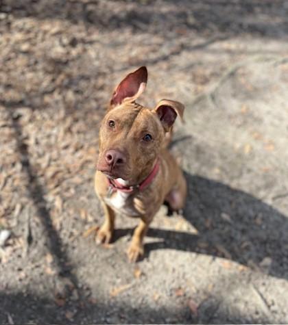 Enlarge Markus, a Adoptable mixed breed in Spartanburg, SC image 1/3