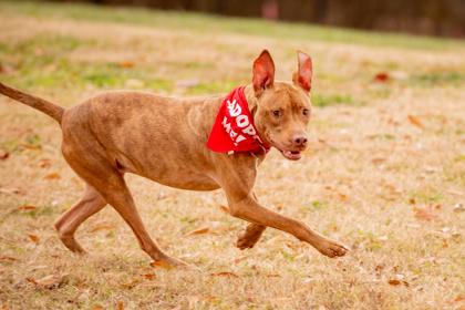 Enlarge Markus, a Adoptable mixed breed in Spartanburg, SC image 2/3