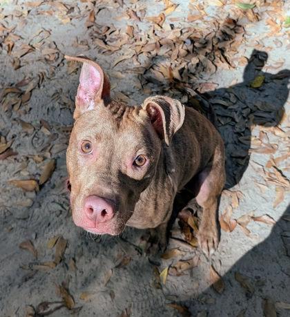 Markus, Adoptable, Adult Male American Staffordshire Terrier & Mixed Breed.