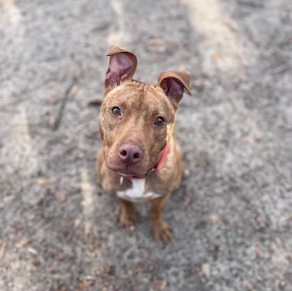 Enlarge Markus, a Adoptable mixed breed in Spartanburg, SC image 2/3