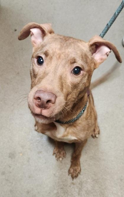 Enlarge Markus, a Adoptable mixed breed in Spartanburg, SC image 2/3