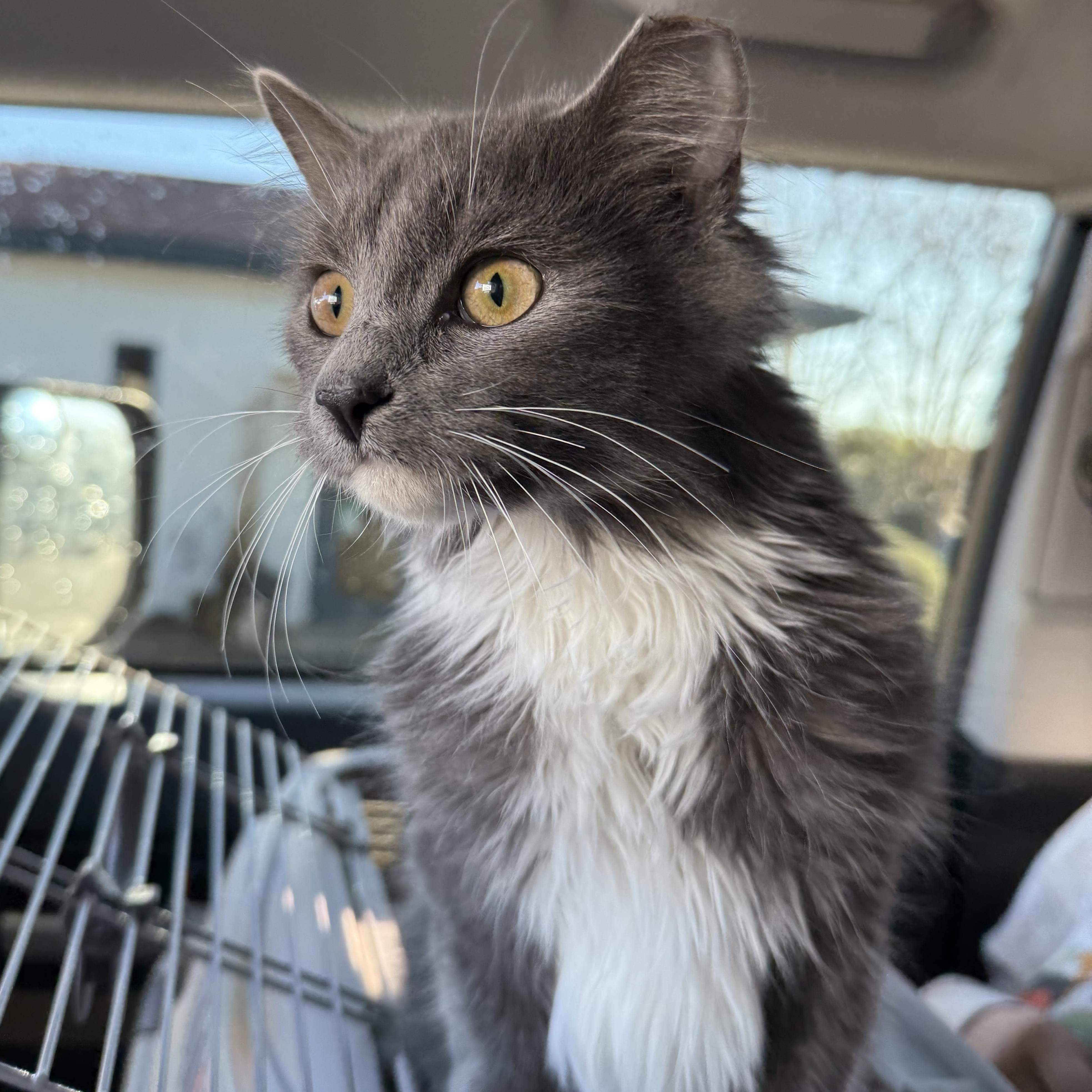 Dust Bunny, an adopted Domestic Long Hair in LITTLE MOUNTAIN, SC image 4/6