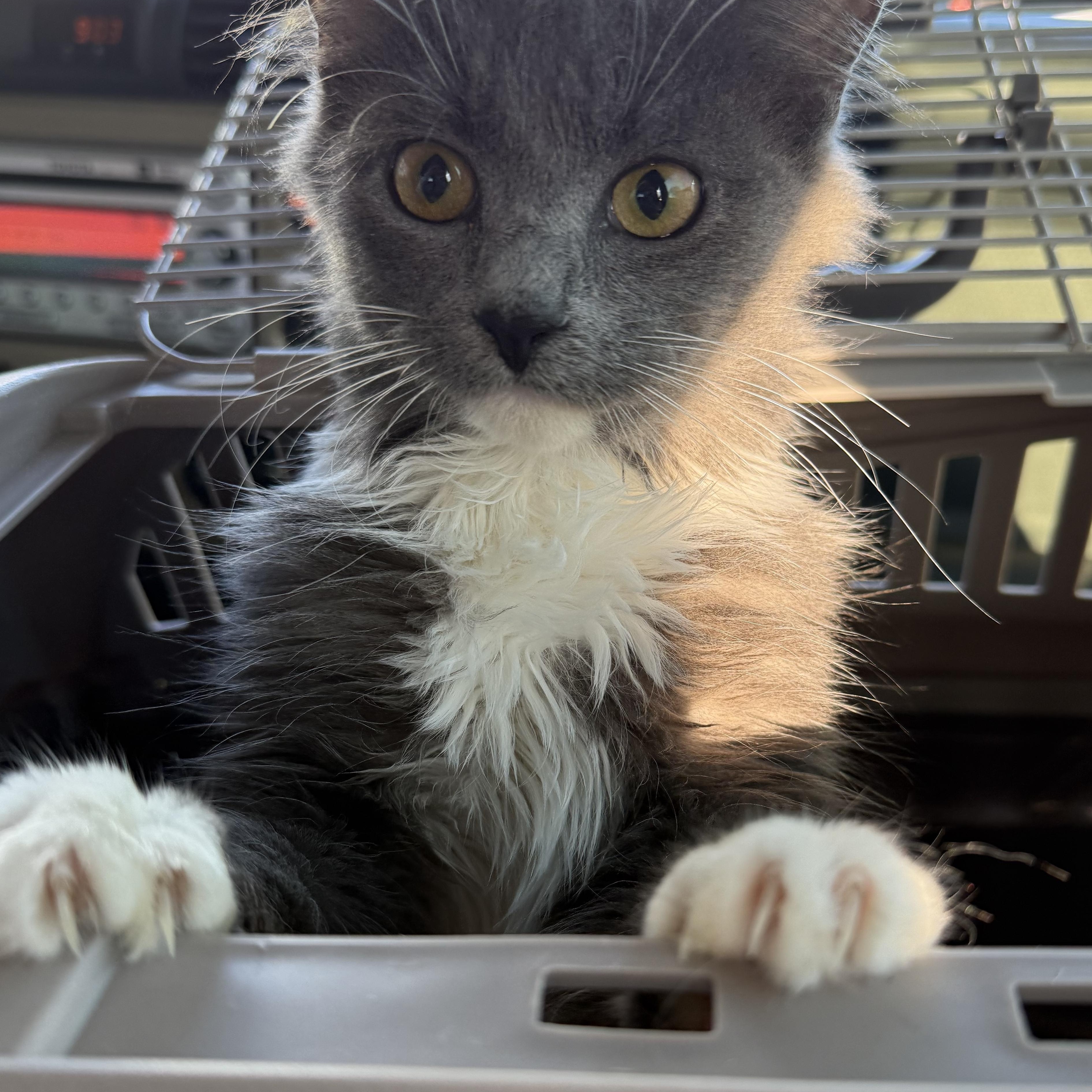 Dust Bunny, an adopted Domestic Long Hair in LITTLE MOUNTAIN, SC image 6/6