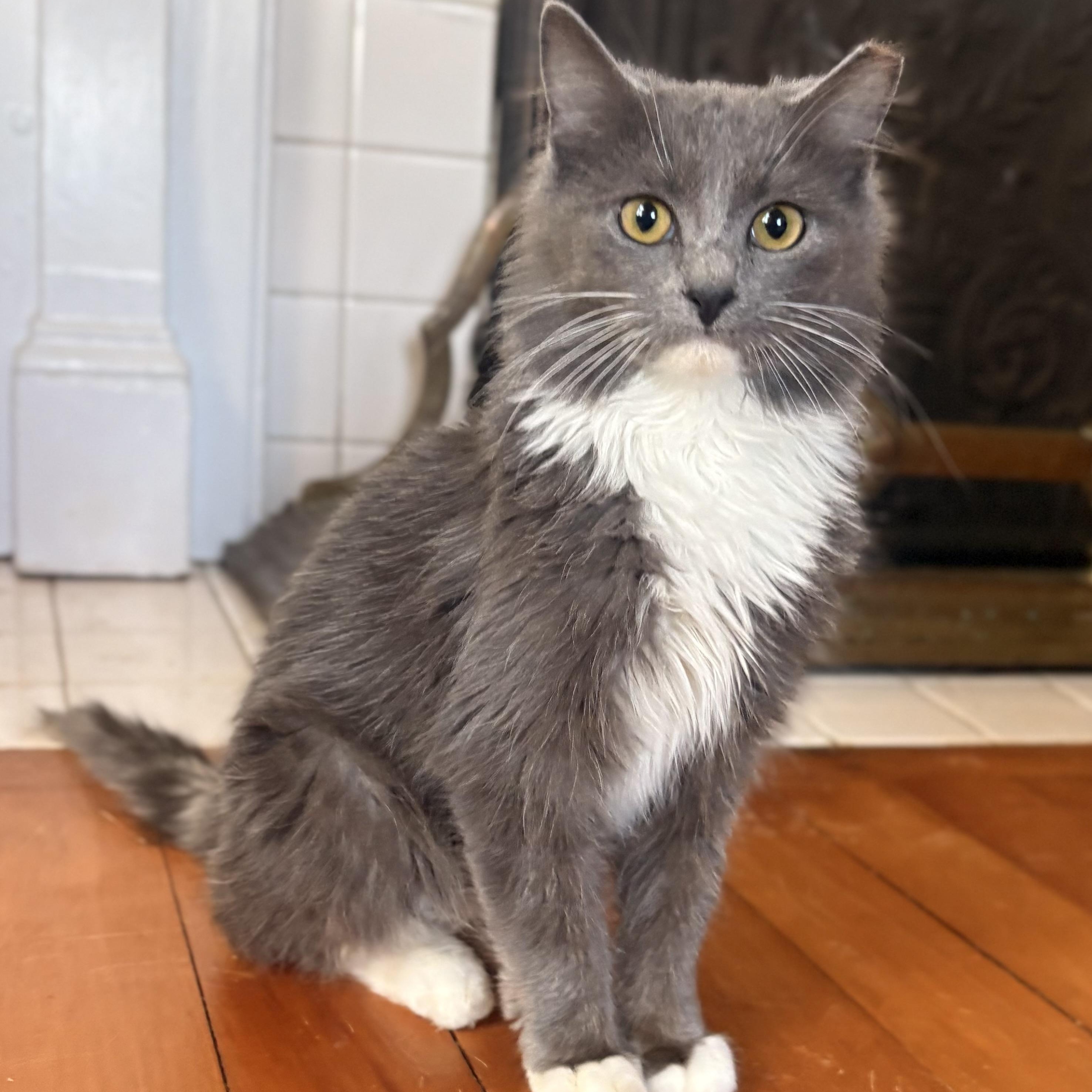 Dust Bunny, adopted, Young Male Domestic Long Hair.