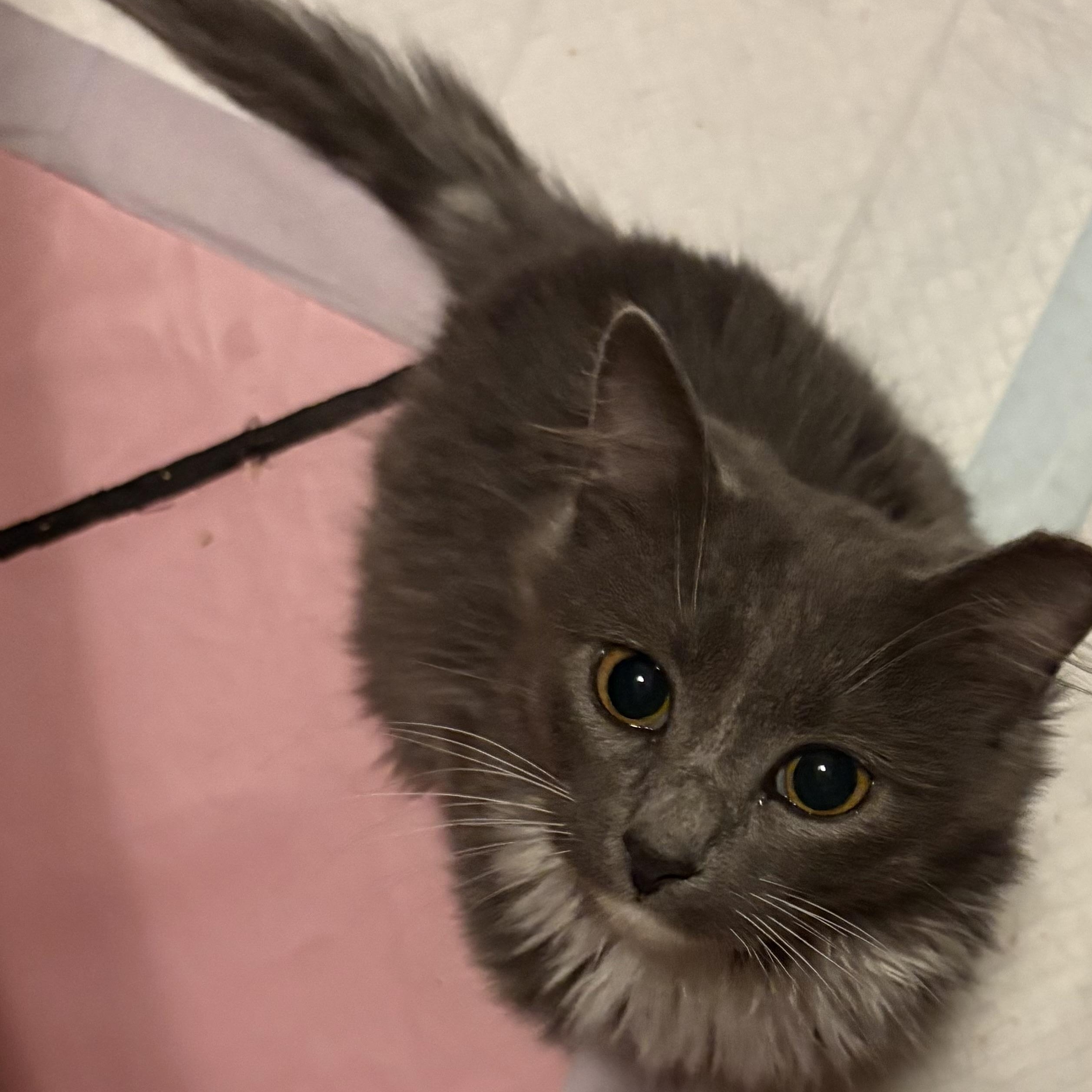 Dust Bunny, an adopted Domestic Long Hair in LITTLE MOUNTAIN, SC image 5/6