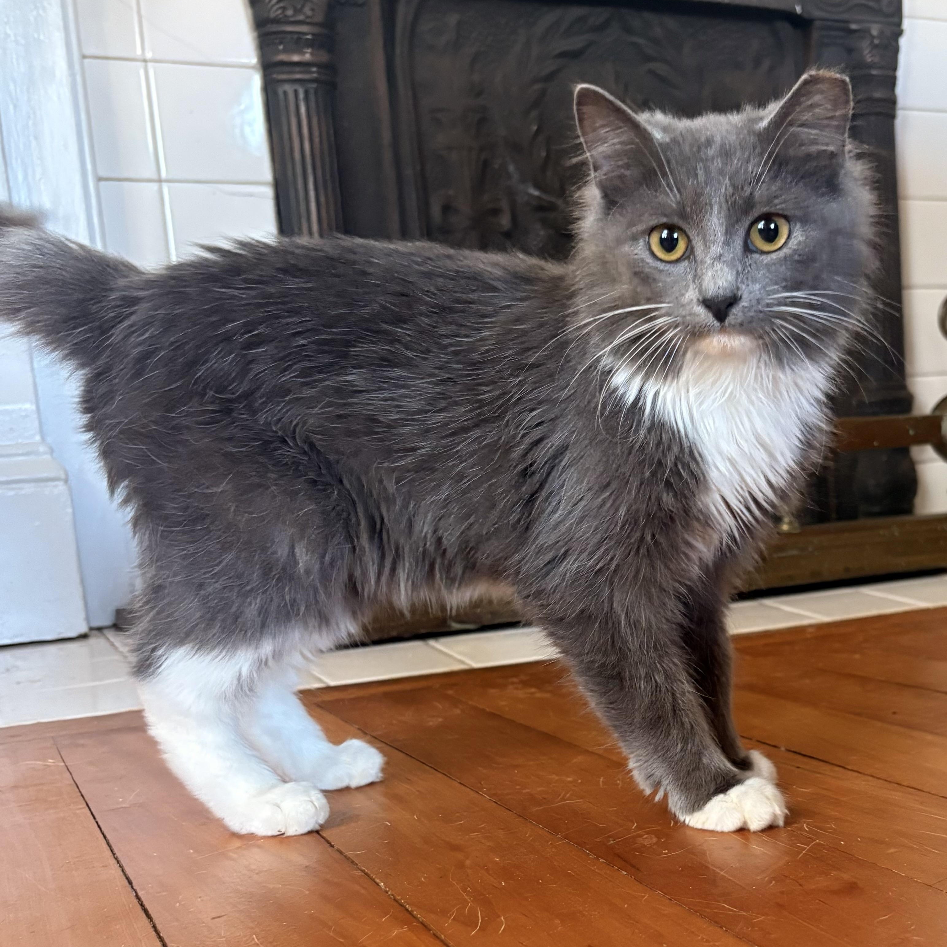 Dust Bunny, an adopted Domestic Long Hair in LITTLE MOUNTAIN, SC image 3/6