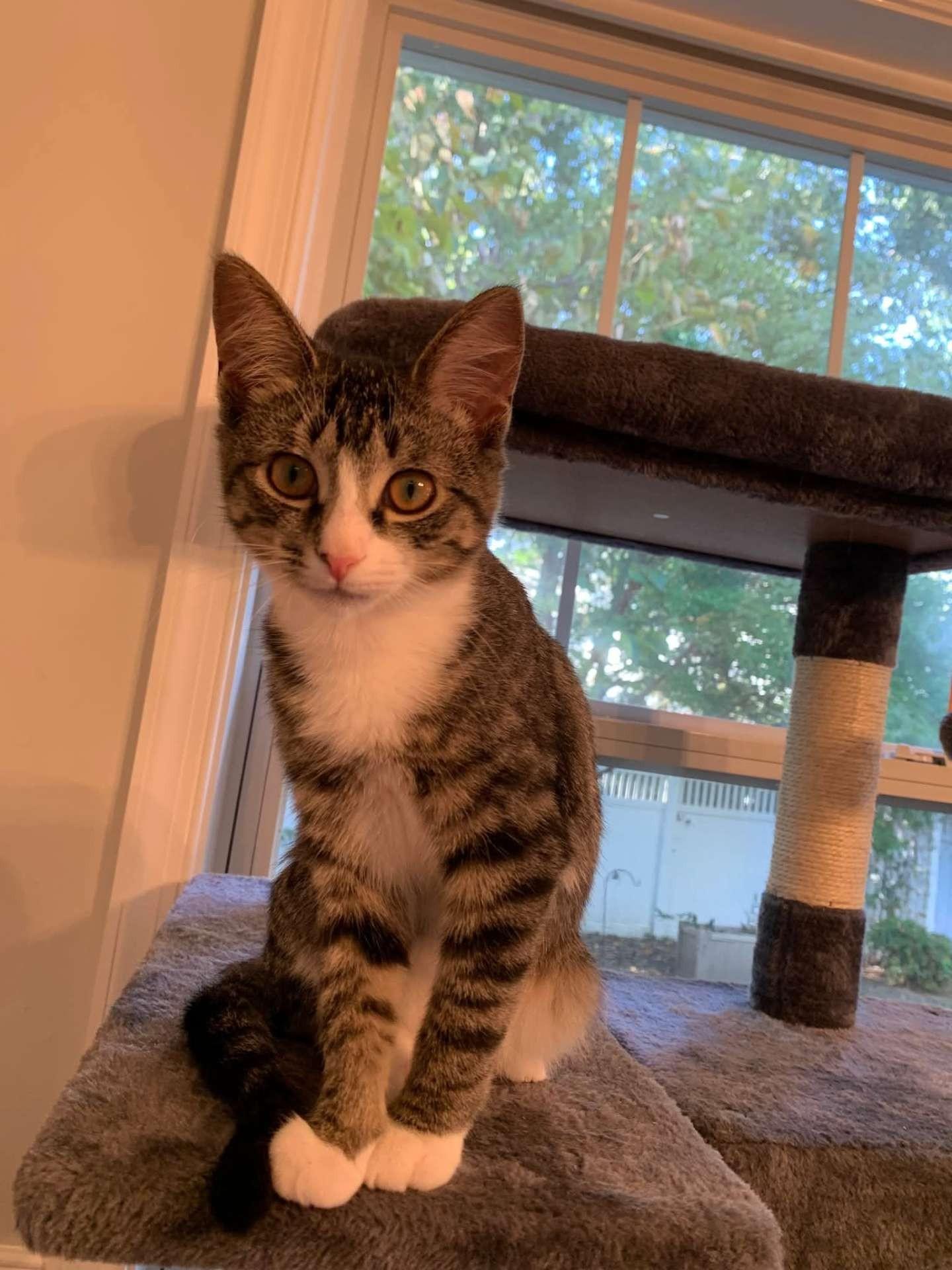 Aster, Adoptable, Kitten Female Domestic Short Hair.