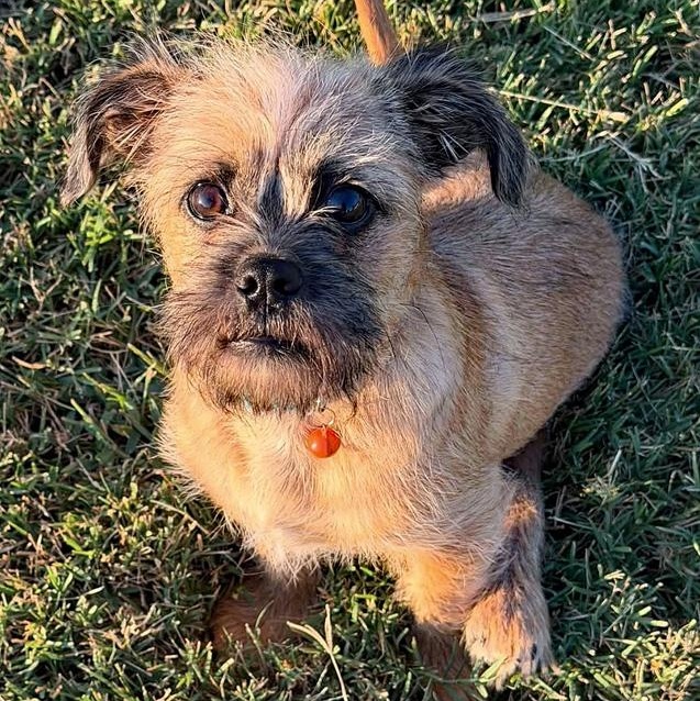 Alberto, Adopted, Puppy Male Terrier.