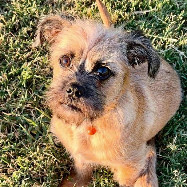 Enlarge Alberto, a Adopted mixed breed in Oklahoma City, OK image 3/3