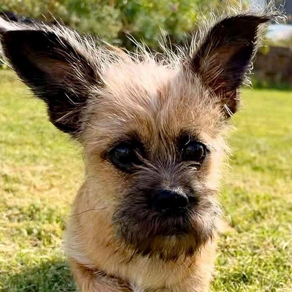 Enlarge Alberto, a Adopted mixed breed in Oklahoma City, OK image 2/3