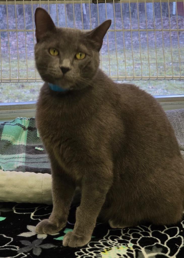 LORD GRAY, Adoptable, Adult Male Domestic Short Hair.