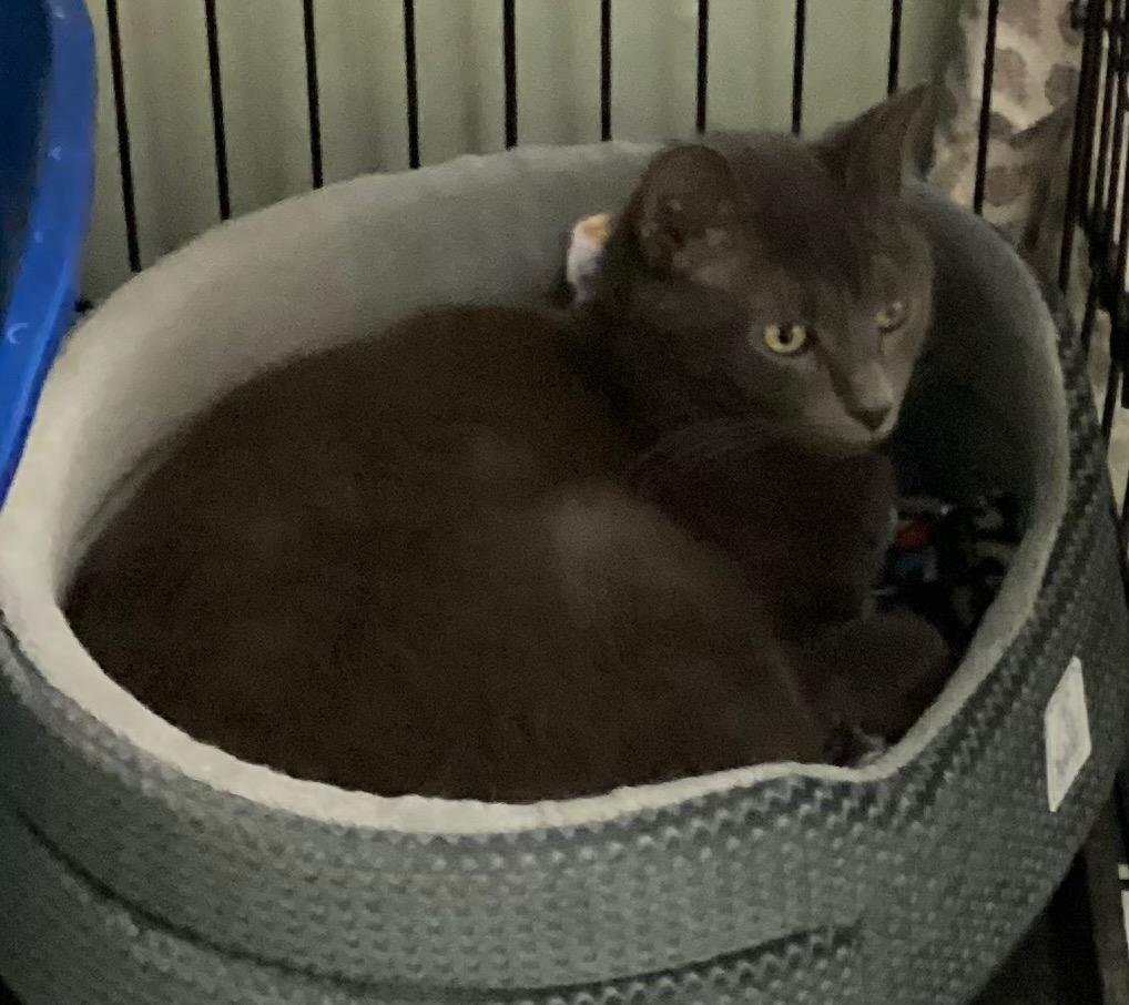 Enlarge LORD GRAY, a Adoptable mixed breed in Muskegon, MI image 2/6
