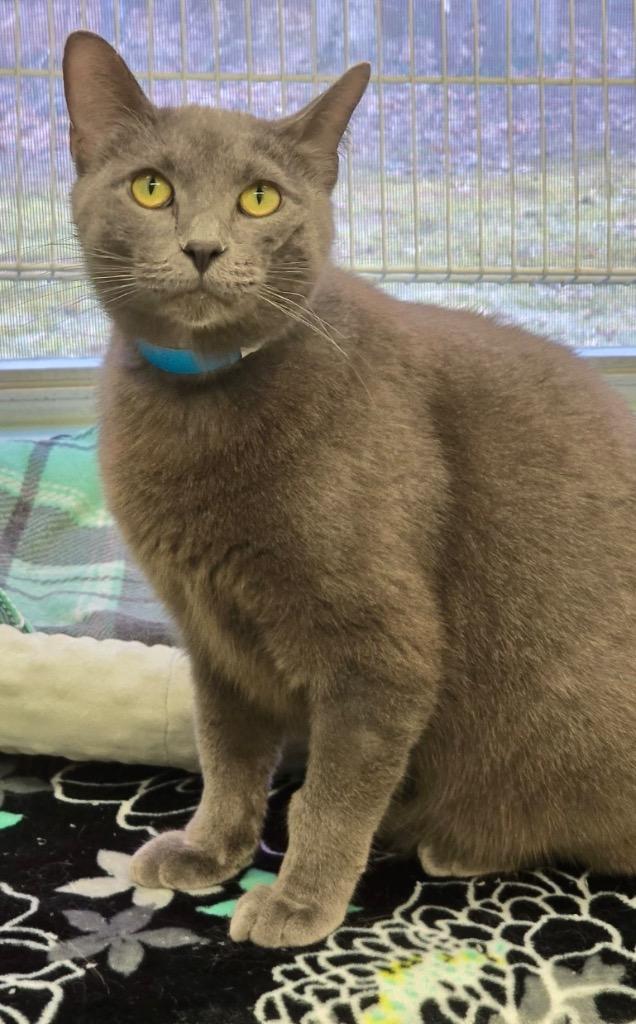 Enlarge LORD GRAY, a Adoptable mixed breed in Muskegon, MI image 3/6