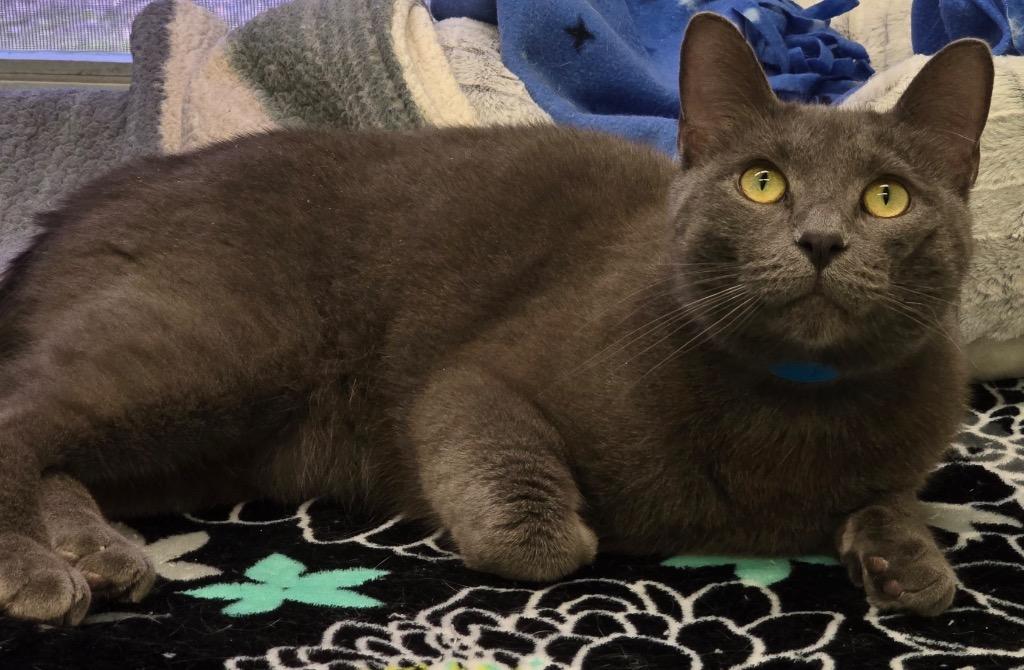 Enlarge LORD GRAY, a Adoptable mixed breed in Muskegon, MI image 4/6