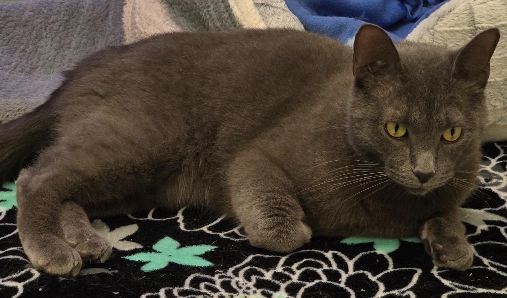 Enlarge LORD GRAY, a Adoptable mixed breed in Muskegon, MI image 5/6