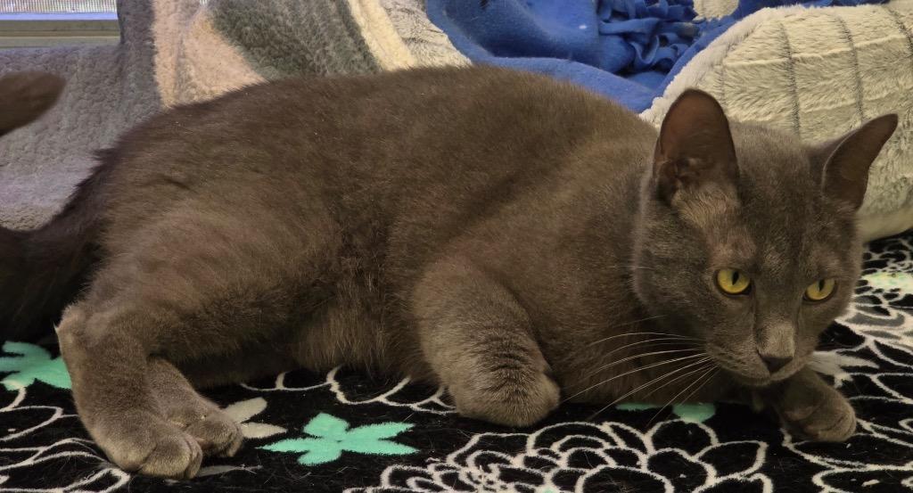 Enlarge LORD GRAY, a Adoptable mixed breed in Muskegon, MI image 6/6