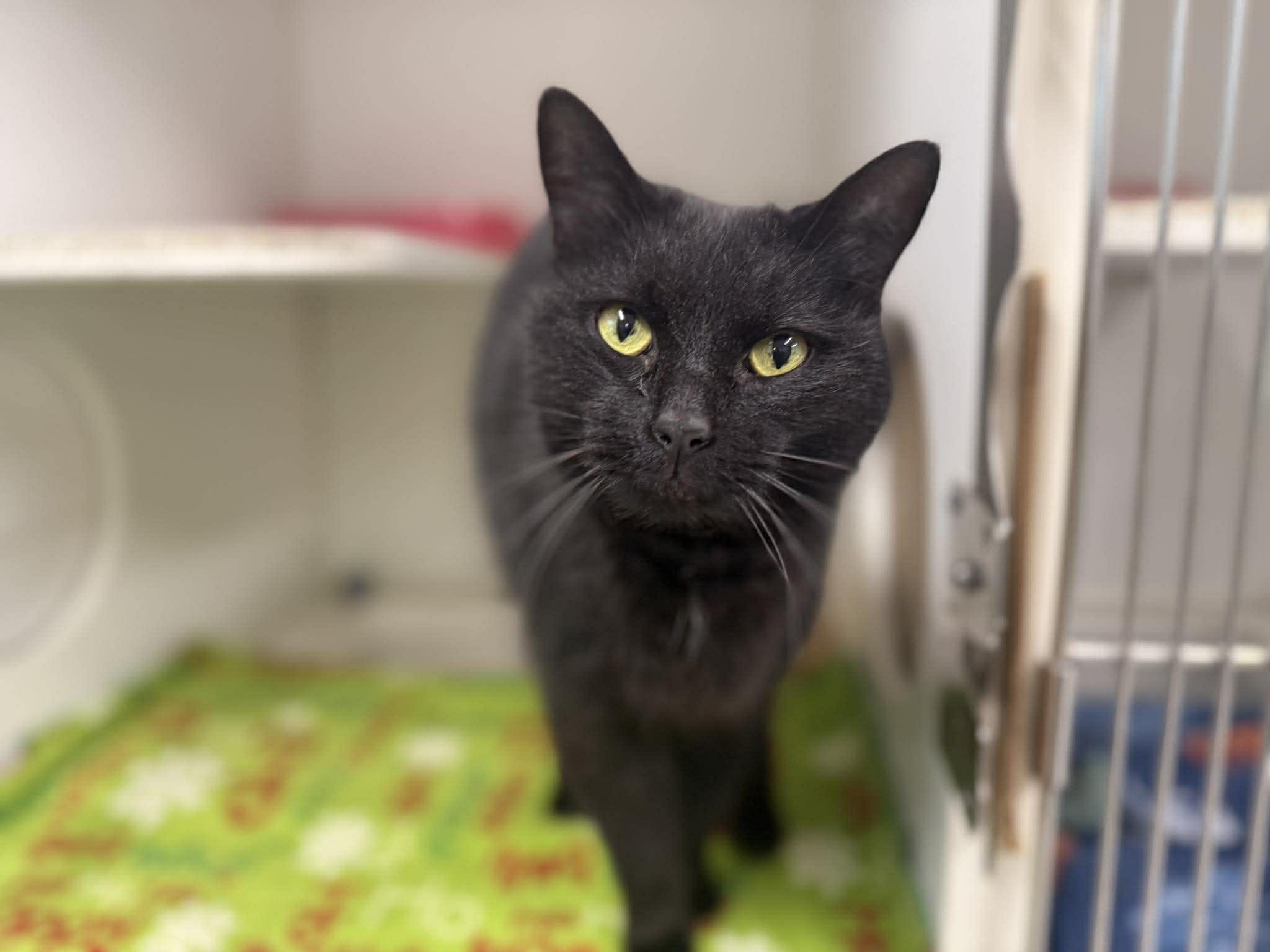 Enlarge Dotty, a ADOPTABLE Domestic Short Hair in Leitchfield, KY image 2/2