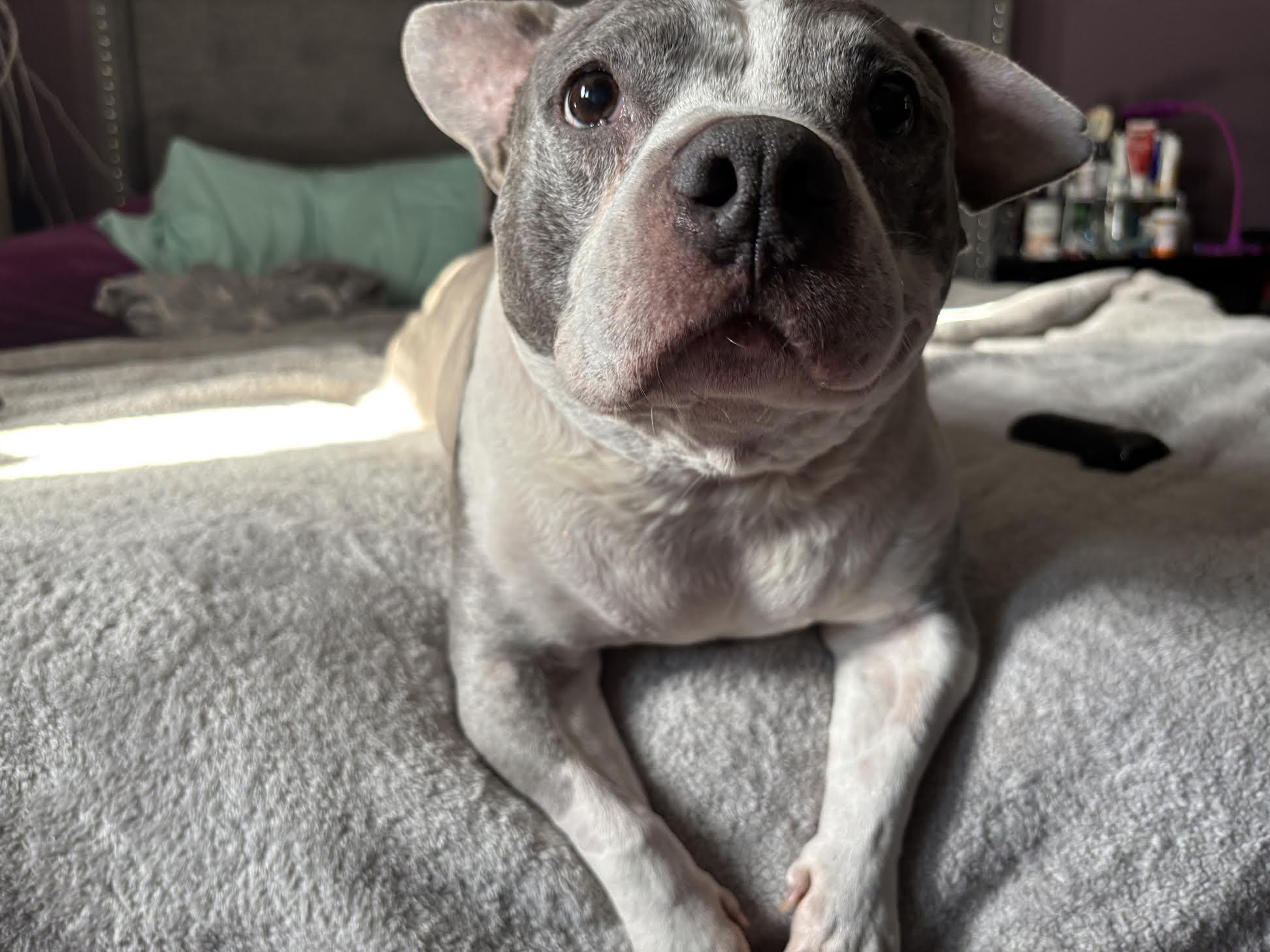 Enlarge Mia, a Adoptable mixed breed in Medford, NJ image 1/4