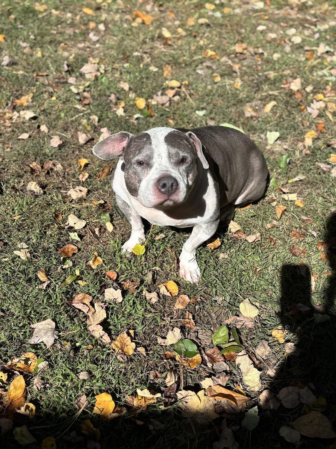 Enlarge Mia, a Adoptable mixed breed in Medford, NJ image 2/4